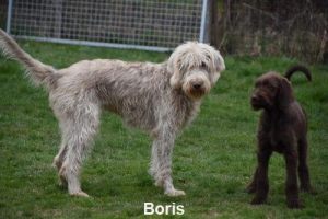 Boris 1
